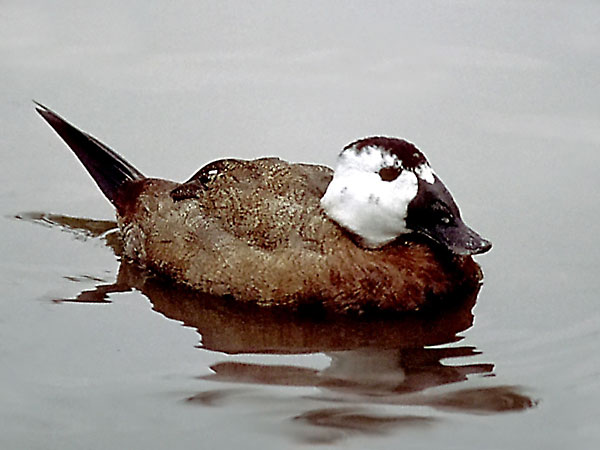 生き物を守ろう!絶滅危惧種リストまとめ